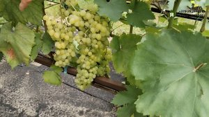 Очень ранние кишмиши: Цимус, Чёрный хрусталь, Брависсимо, Парфюм, Юпитер, Белое пламя.