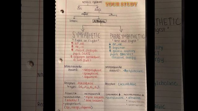 What is nervous system/ type of nervous system/what is PNS&CNS/What is Autonomic KMC COLLEGE meerut