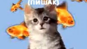 Шеъри пишак дар бораи ҷаги зан ва шавхар