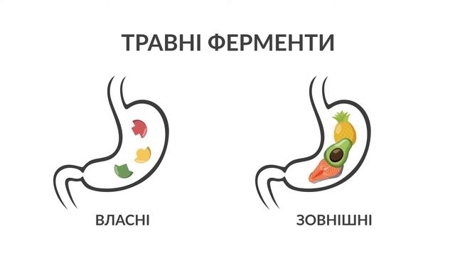 Як працюють травні ферменти?