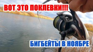 ХОЧЕШЬ КРУПНЫХ ЩУК - СТАВЬ NARVAL Biggy Boy4 #сезонконтентаRUTUBE