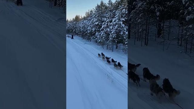 Following the Tracks of Northern Legends: Dog Sledding Through the Snowy Wilderness of Yugra