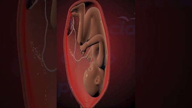 Stem cells In Placenta ( 3D Animation )