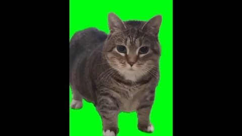 Кот танцует под музыку 1 час мем