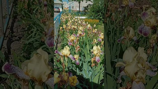 Цитаты# смотреть онлайн