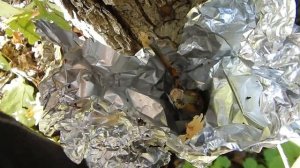 Пешеходный мост отремонтировали, летняя прививка удалась