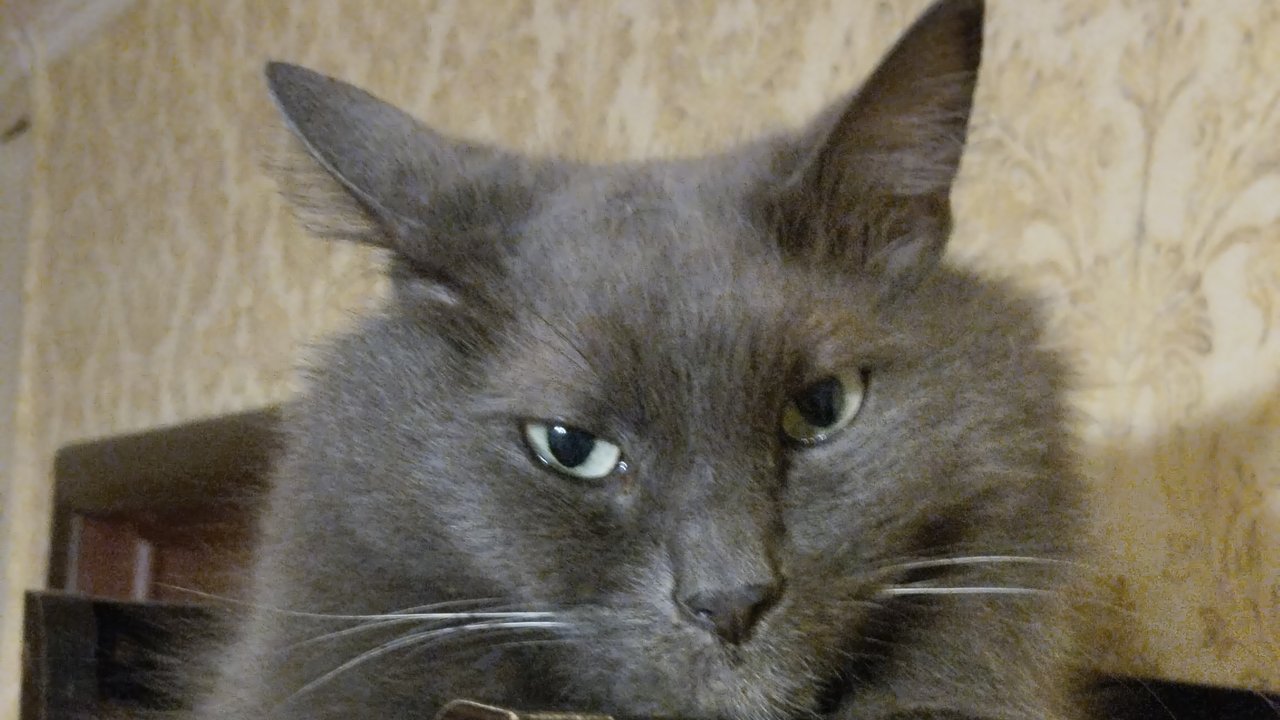 Котики