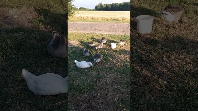 Гусиний комбайн #віршізізмістом