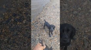 Русский охотничий спаниель. 5 месяцев учимся подавать дичь с воды.