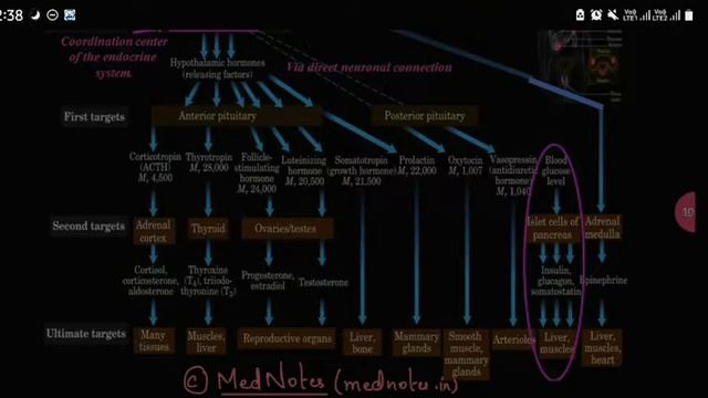 Hormones | Mechanism of action of hormones | Biochemistry