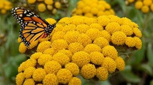 КОСТЯНТИН ОГНЕВИЙ БЕЗСМЕРТНИК