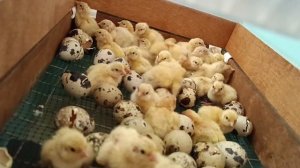 Вывод перепелят и ждём вывод в инкубаторе Норма Урал на 210 куриных яиц