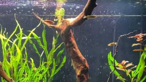 Релакс видео аквариум 4