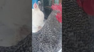 Мои Михеленские куры(Малины)