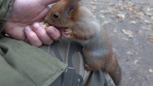 Небольшая зарисовка с коричневой белкой