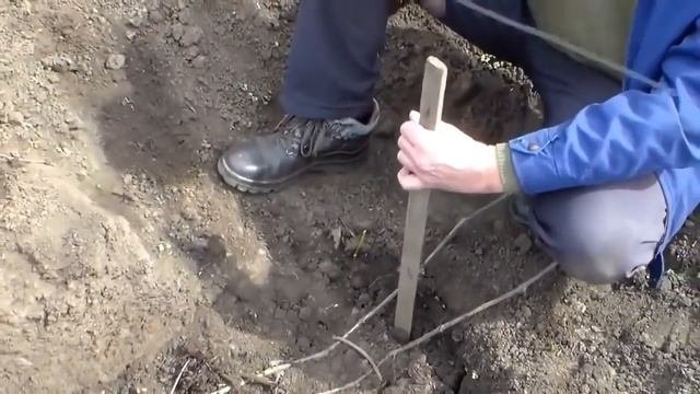 Размножение кустов отводком.