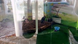 Московский зоопарк. Седоклювый ябиру.