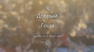 Добрый Гоша. Gosha is a kind cat