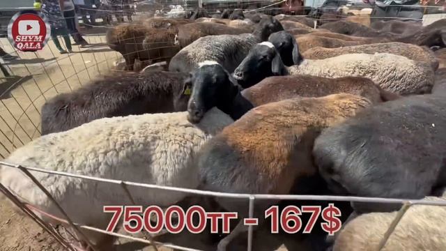 Қарабұлақ. Қой. Қозы. Қошқар 21.06.2023