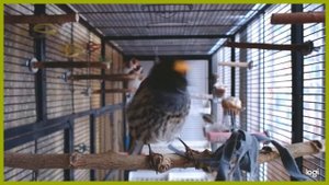 Красношапочный Вьюрок Ловля Красоты Момента на жёрдочке Catching the Beauty of the Moment on a perch