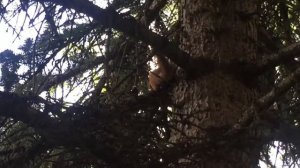 Белки в парке Победы