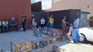 Рынок Ярмарка голубей Талдыкоргана. #голубеводство #голуби