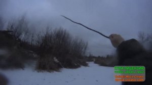 Охота на норку капканами(норка есть)+проверка косынок.