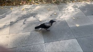 Птицы Вороны Москва