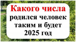 Какого числа от 1 до 31, родился человек, такой и будет 2025 год. Что ждать каждому от года Змеи