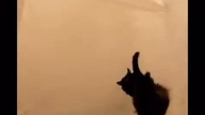 Кот в невесомости