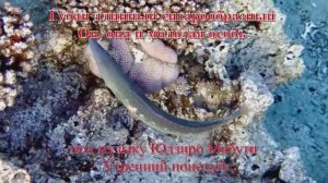 16. Губан длинный сигарообразный Он, она и молодая особь музыка Юдзиро Мабути Утренний поцелуй