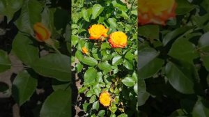 РОЗА "Маскарад" (Masquerade)!🌹#мойсад #сад #дача #цветы #розы #rose #красота #flowers #интересно #о