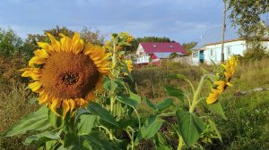 С любовью к родному краю...
