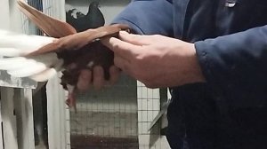 Николаевские голуби(Саратов) ф 51.ч 1. Племя на 24 г.