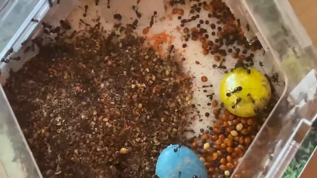 Венерина Мухоловка от Сони Ружичко смотреть онлайн