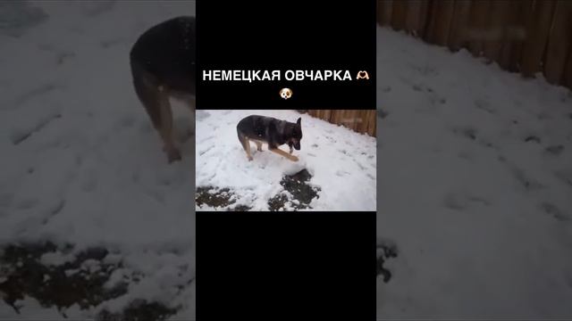 Немного фактов про Немецкую овчарку 