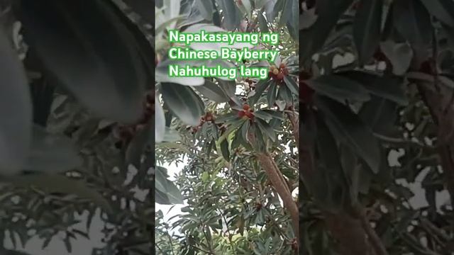 #chinesebayberry#taiwanlifevlog #healthyfruits #yummy #RizaOrenseLi#