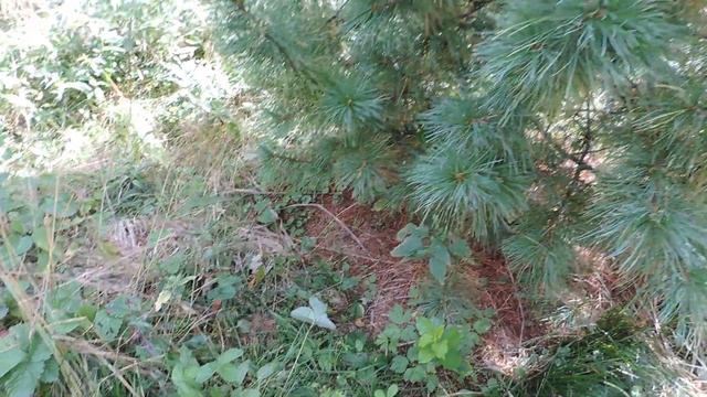 Подмосковный сад, где главный лозунг это - лень смотреть онлайн