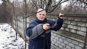 Перепрививка фруктовых деревьев. Интересный факт влияния подвоя на привой