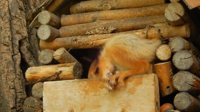 Белки в парке. Наш бельчонок-малышонок. Часть 1-я.