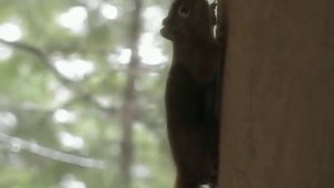 Белка орет 1