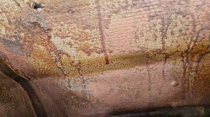 Honda cr-v 3 2008 год красим дверь багажника после ревизии