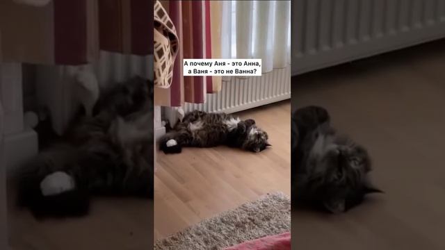 А почему... shorts