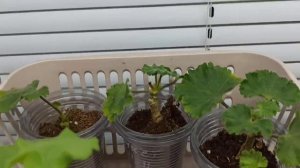 💁 Большая распаковка с wildberris всё для прекрасного и здорового  сада 😊👍.