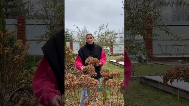 Обрезка гортензий осенью - нужна или нет?