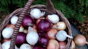 Корзина из искусственного ротанга.