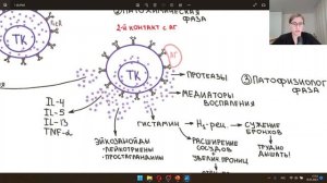 Иммунология | Гиперчувствительность 1 (первого) типа. Диагностика, лечение