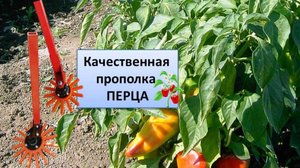 Качественная прополка Перца пальчиковым механизмом, установленным на культиватор.