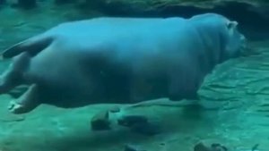 бегемот плавает
