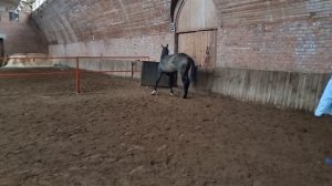 Продаётся ахалтекинский жеребец. Akhal-Teke horses for sale.  
https://akhaltekellc.com